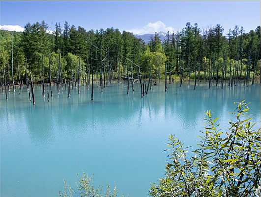 美瑛・富良野